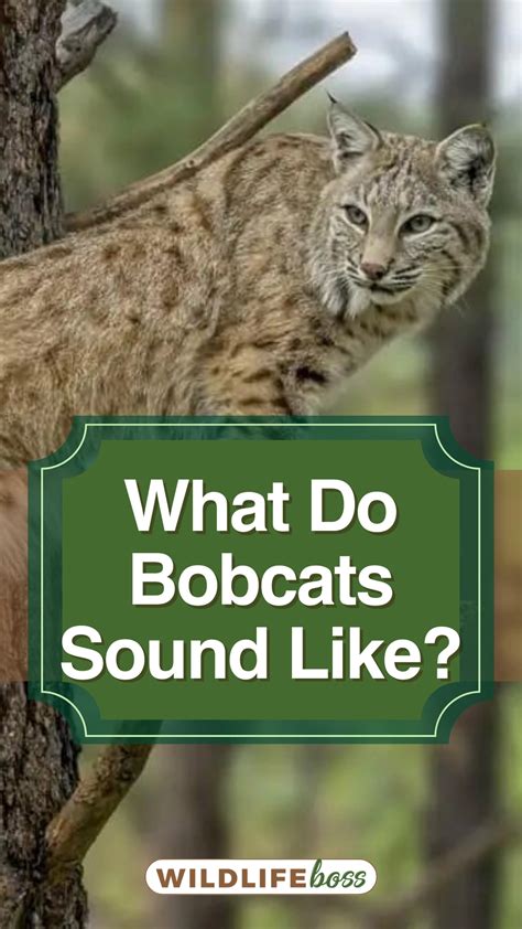 Bobcat sounds and what they mean. Things To Know About Bobcat sounds and what they mean. 